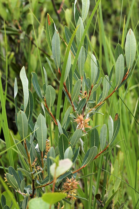 Bog Willow