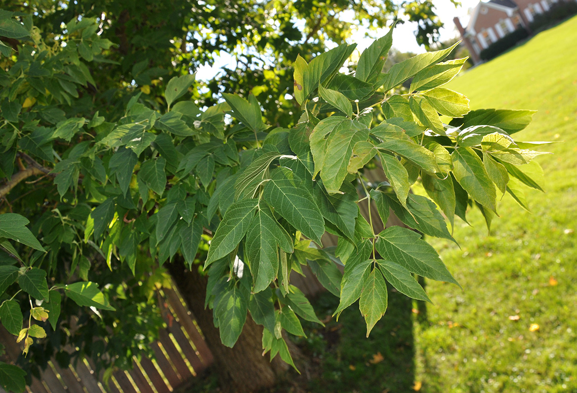 Boxelder Maple leaves