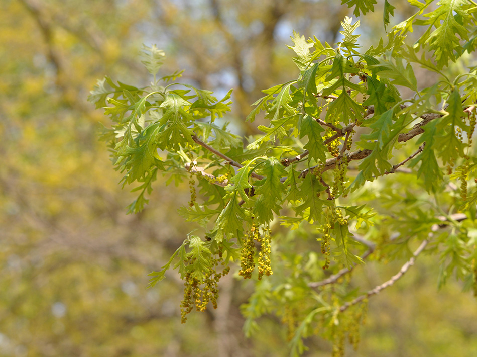 Bur Oak Leaves