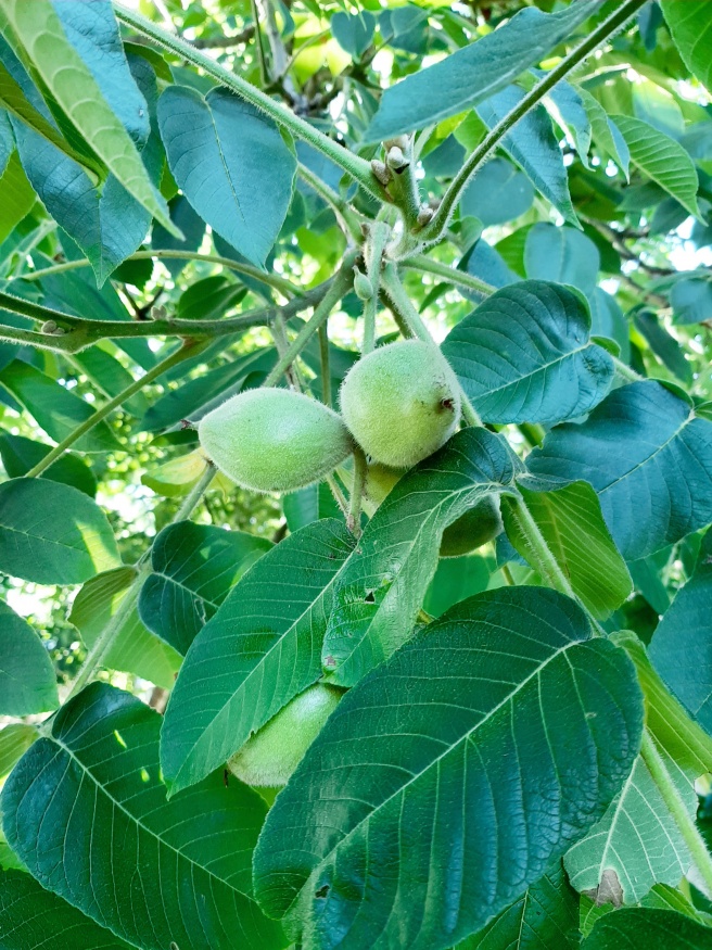 butternut-nature-with-us