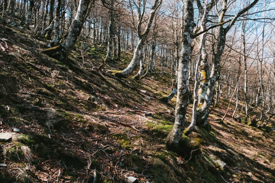 forest trees