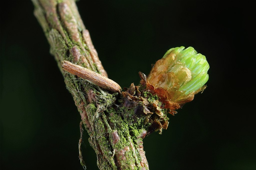 larch case bearer