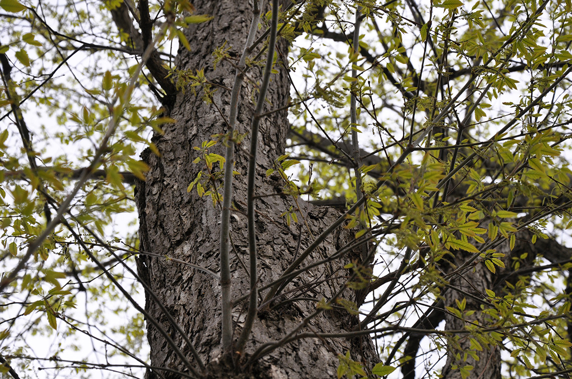 Chinquapin Oak trunk