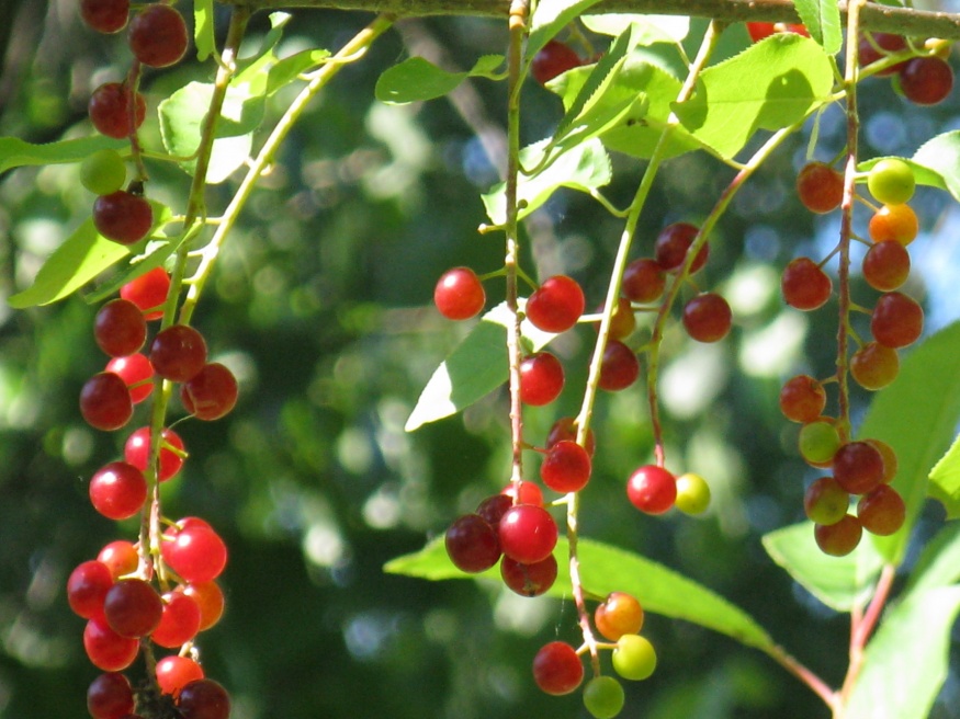 Choke Cherry