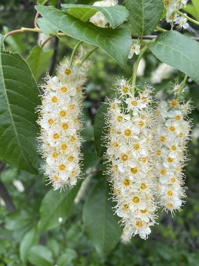 Choke Cherry