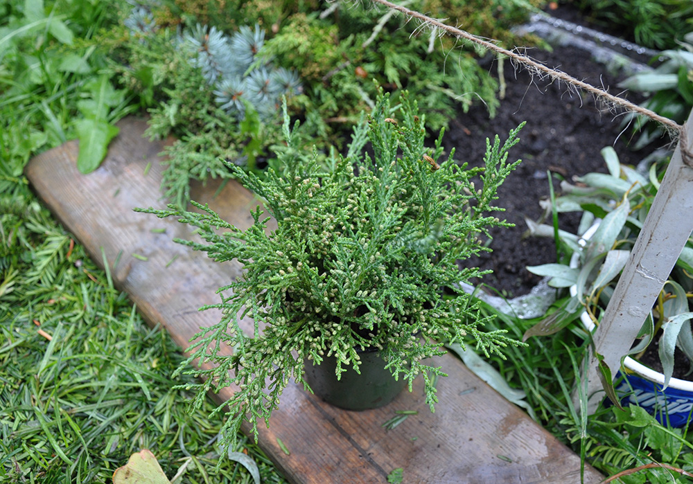 eastern red cedar cuttings