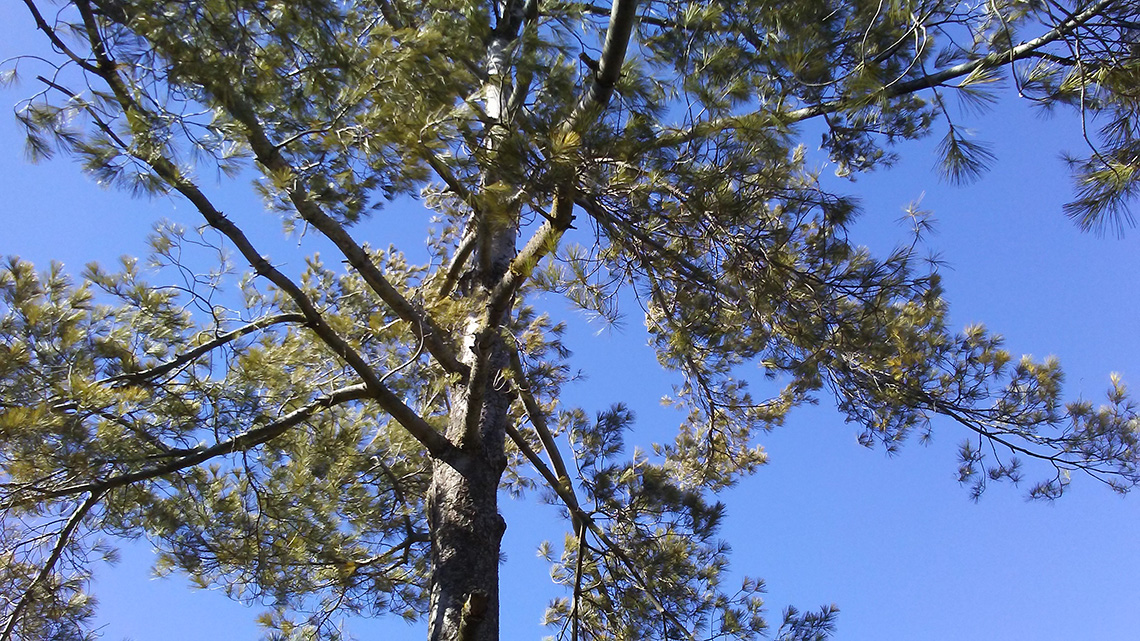 Eastern White Pine habit