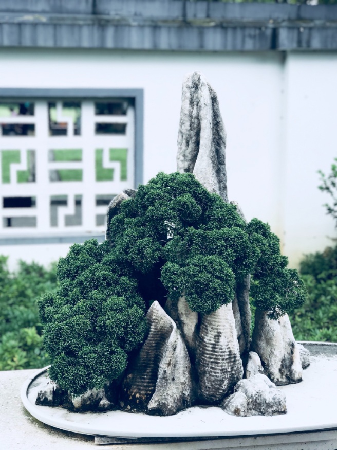 bonsai