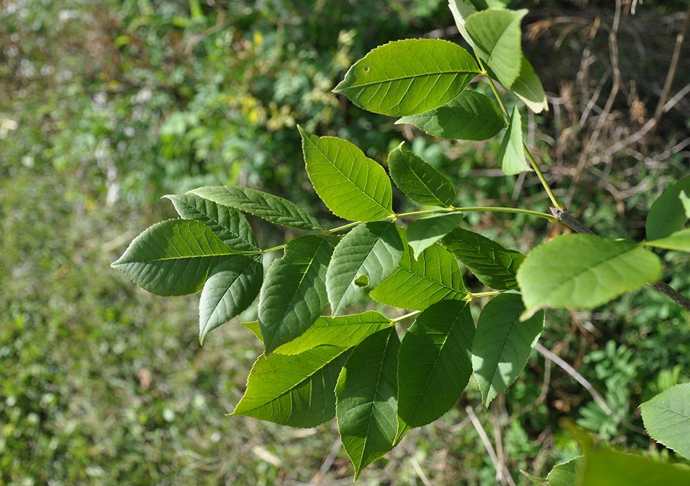 Green Ash leaves