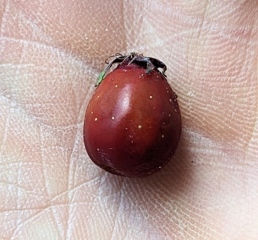 hawthorn-berry