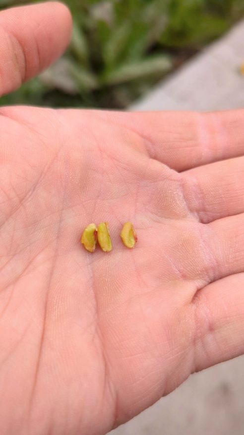 hawthorn seeds