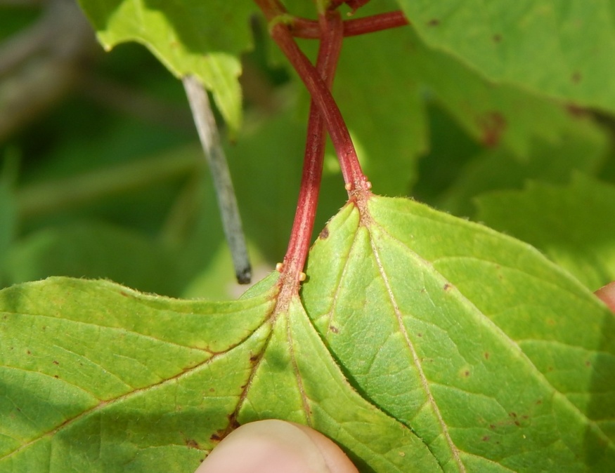 Highbush Cranberry leaves