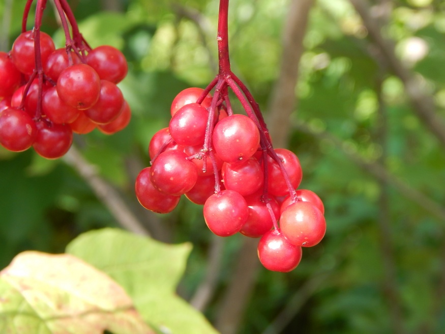 Highbush Cranberry fruit