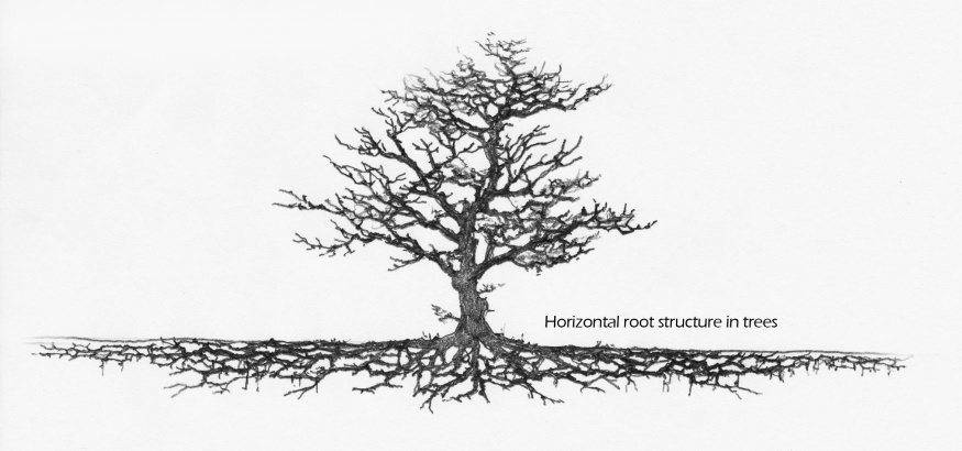 horizontal root structure