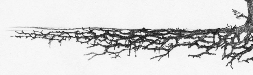 horizontal root structure