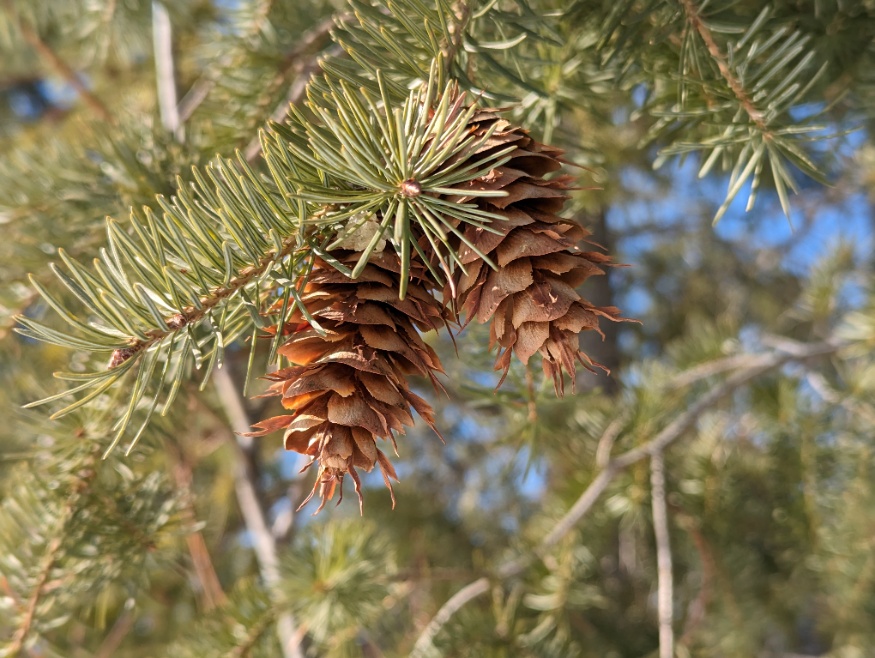 interior douglas-fir cones
