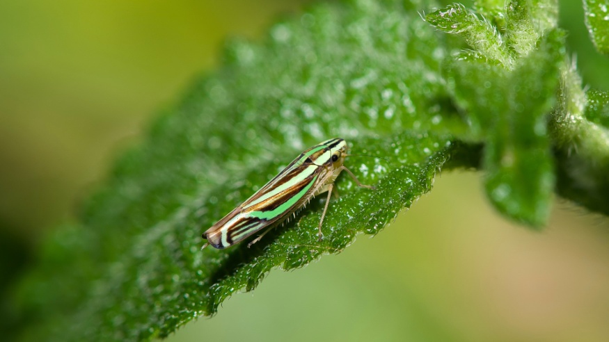 leaf hopper