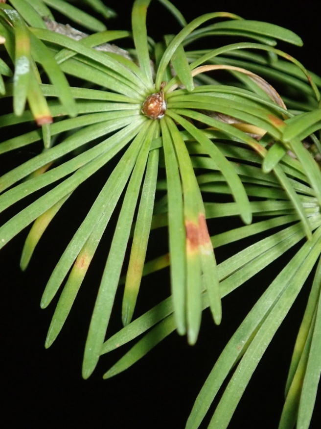 larch needle cast