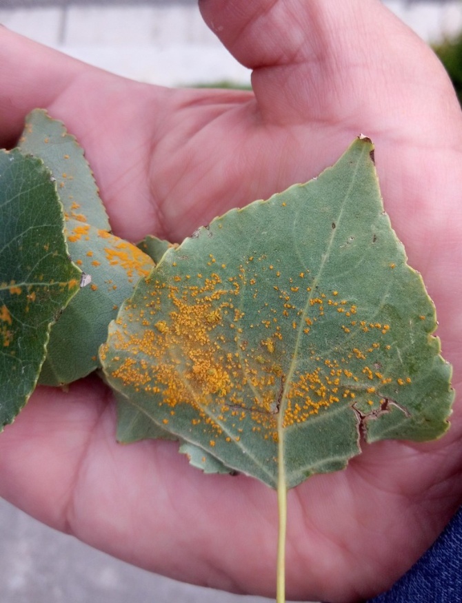poplar leaf rust