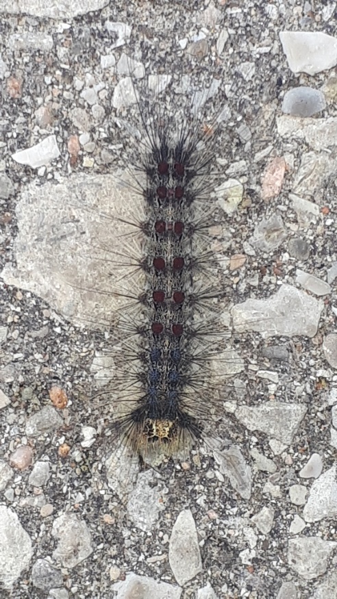 gypsy moth larvae