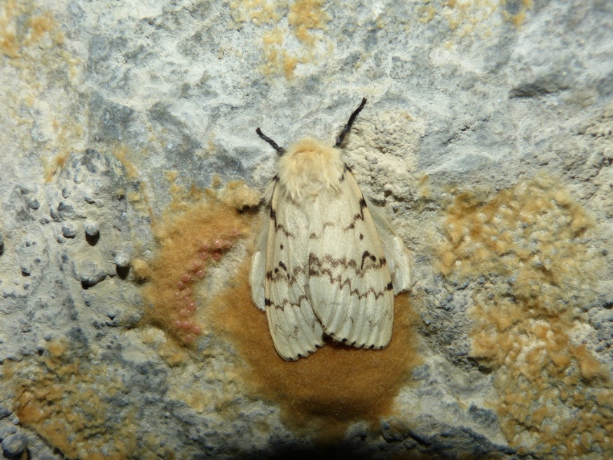 gypsy moth