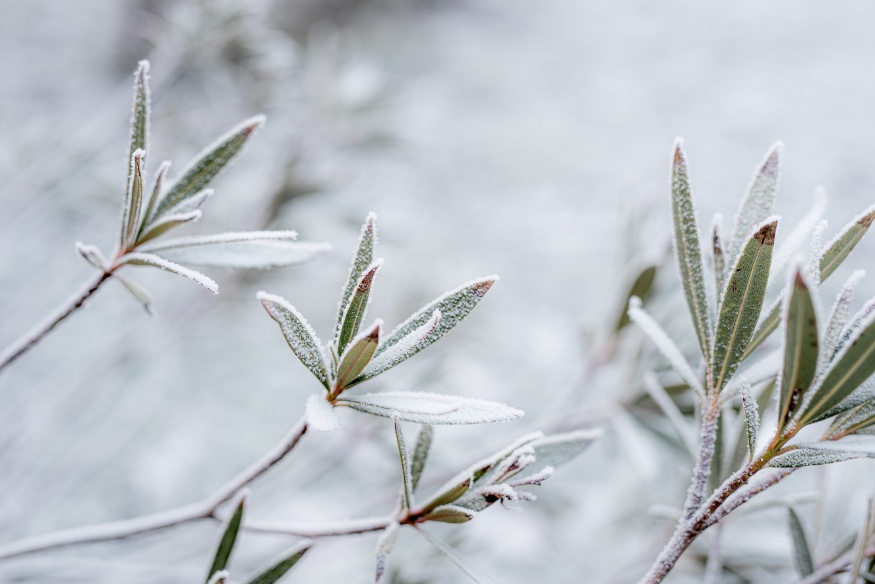 winter protection for garden plants