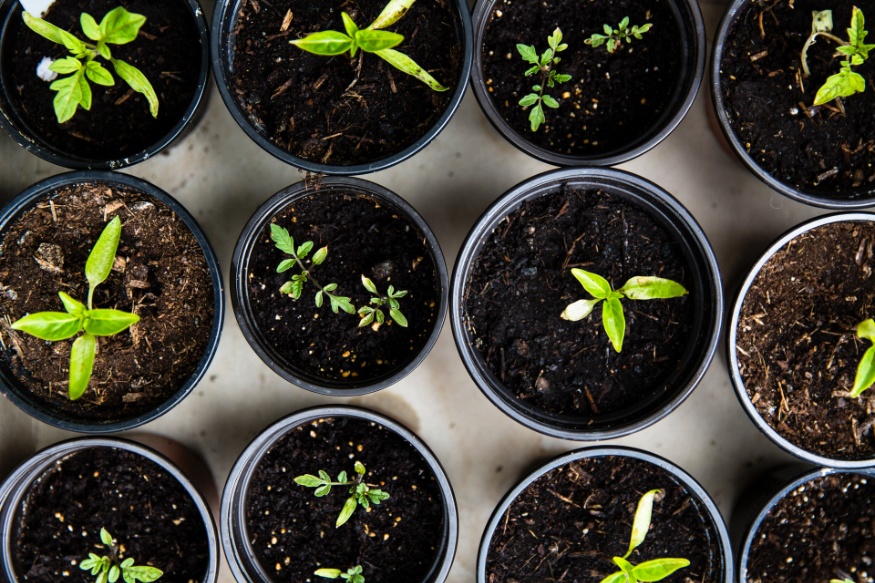 seedlings