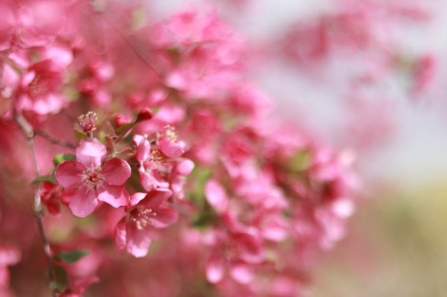 flowering tree