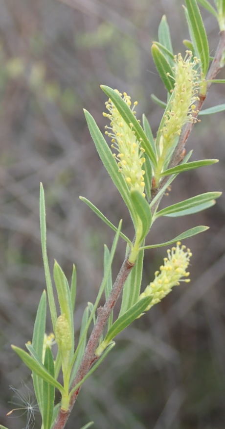 narrowleaf willow catkins