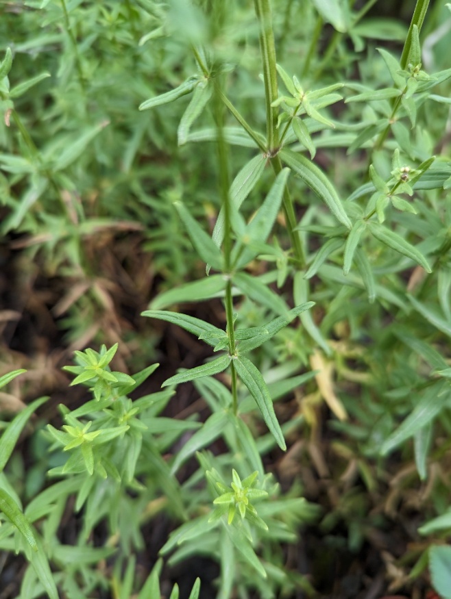 Northern Bedstraw leaves