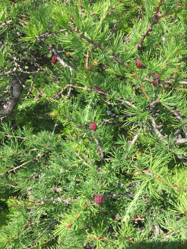 larch cones