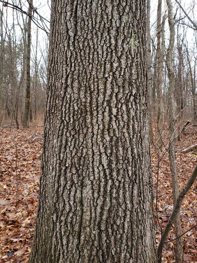 black oak bark