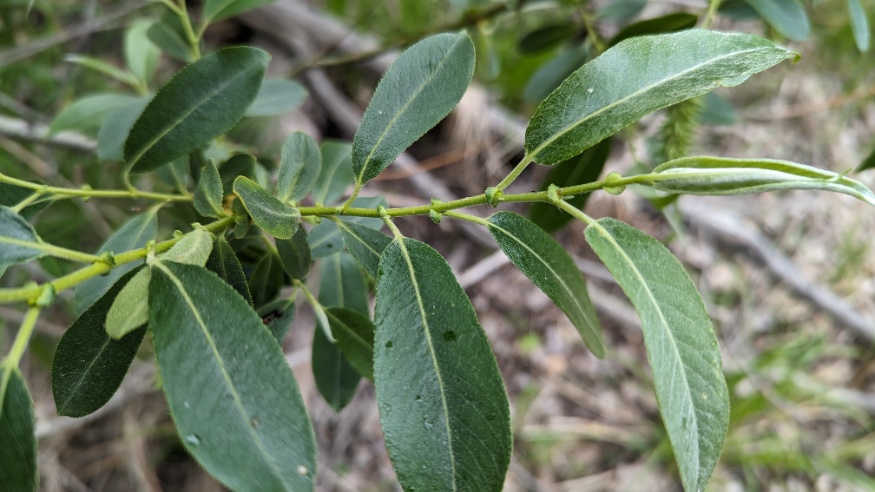 Pacific Willow