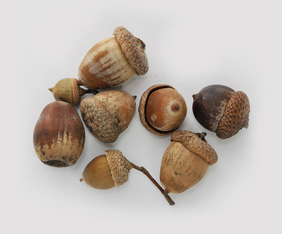 Pin Oak acorns