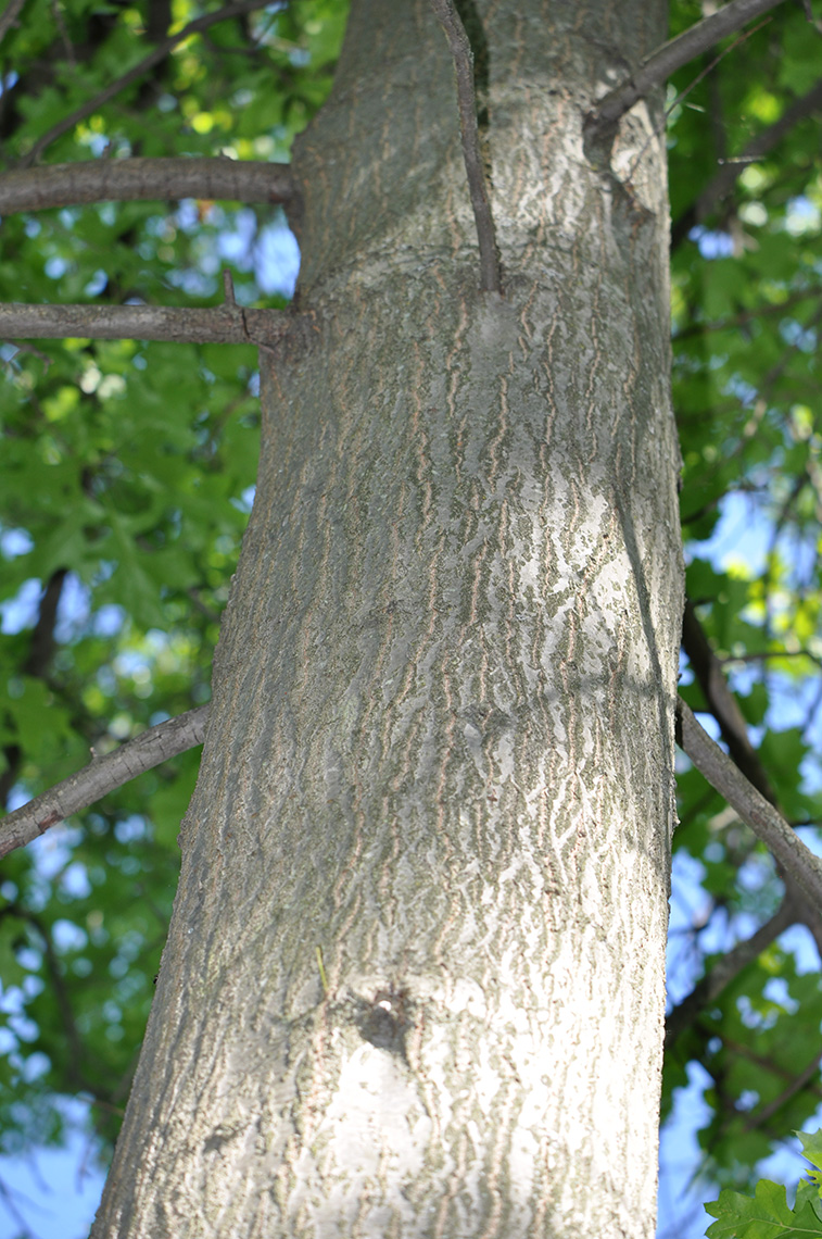 Pin Oak bark