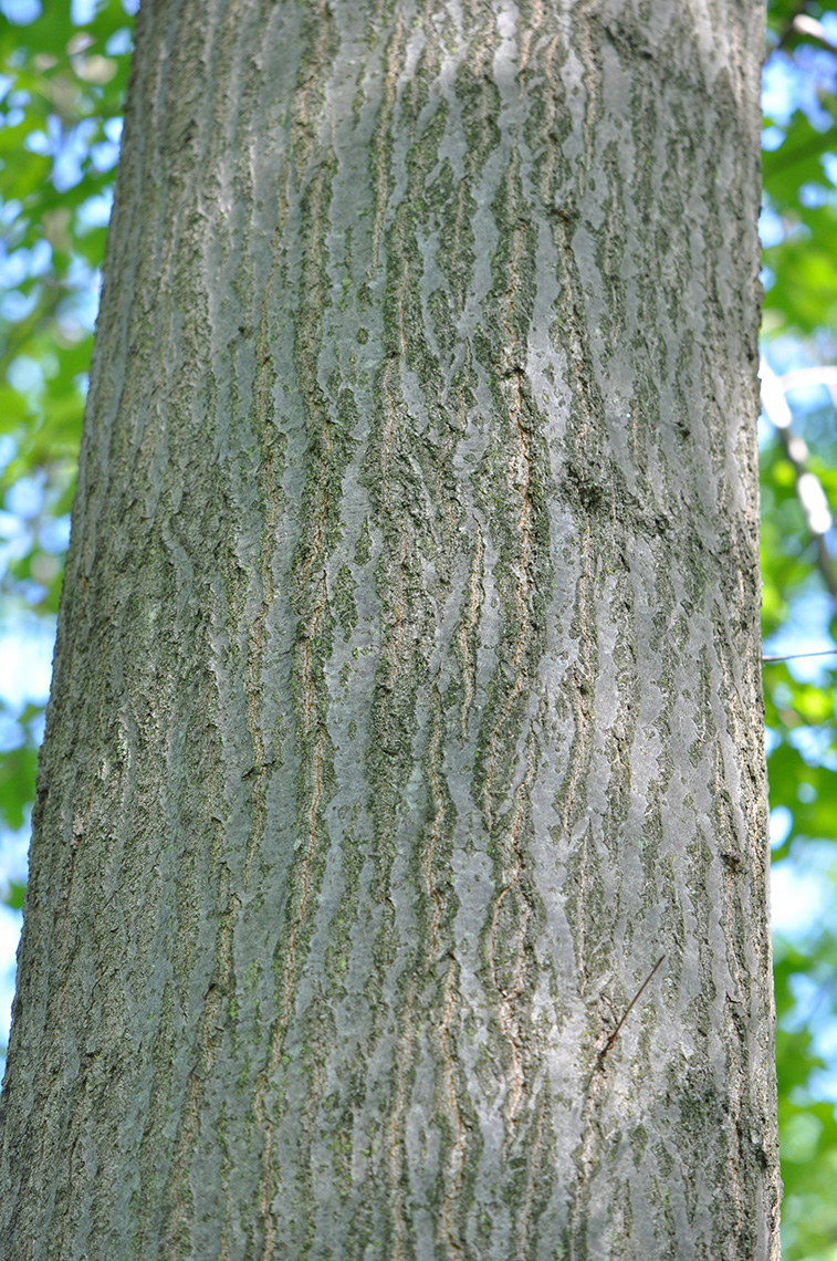 Pin Oak bark
