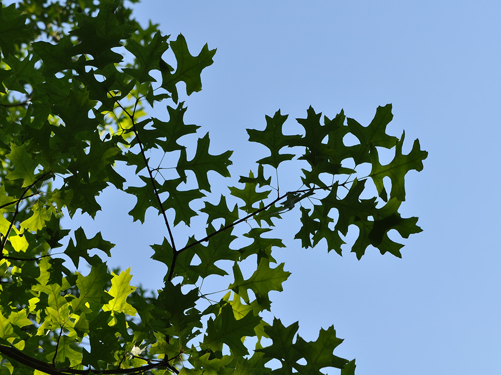 Pin Oak leaves