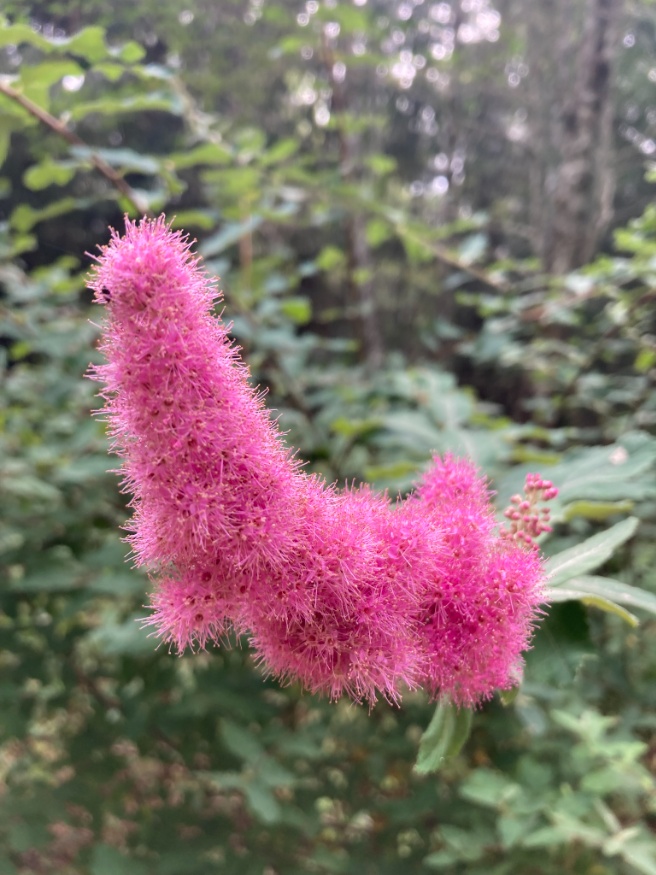 pink spiraea