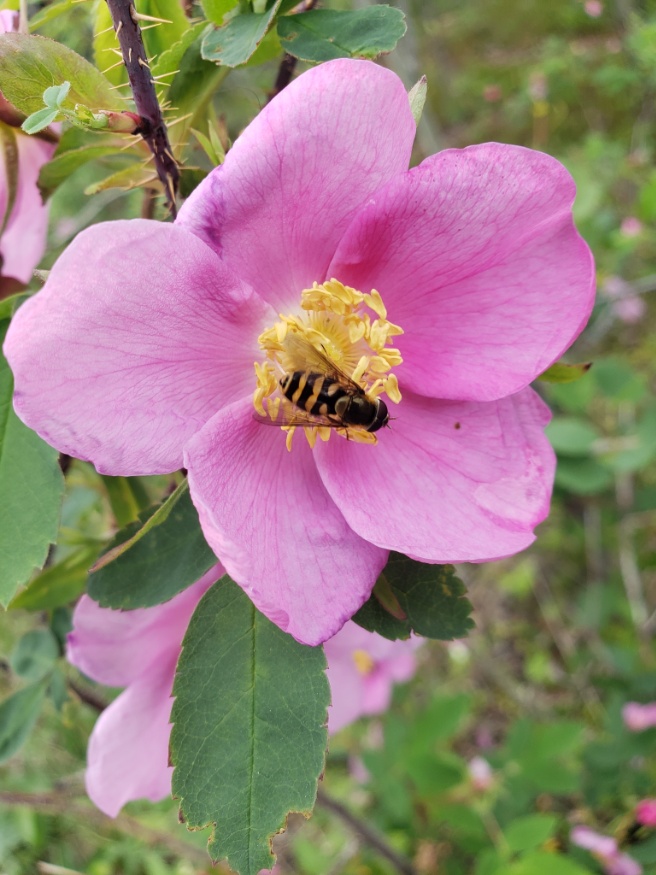 prickly wild rose flowers