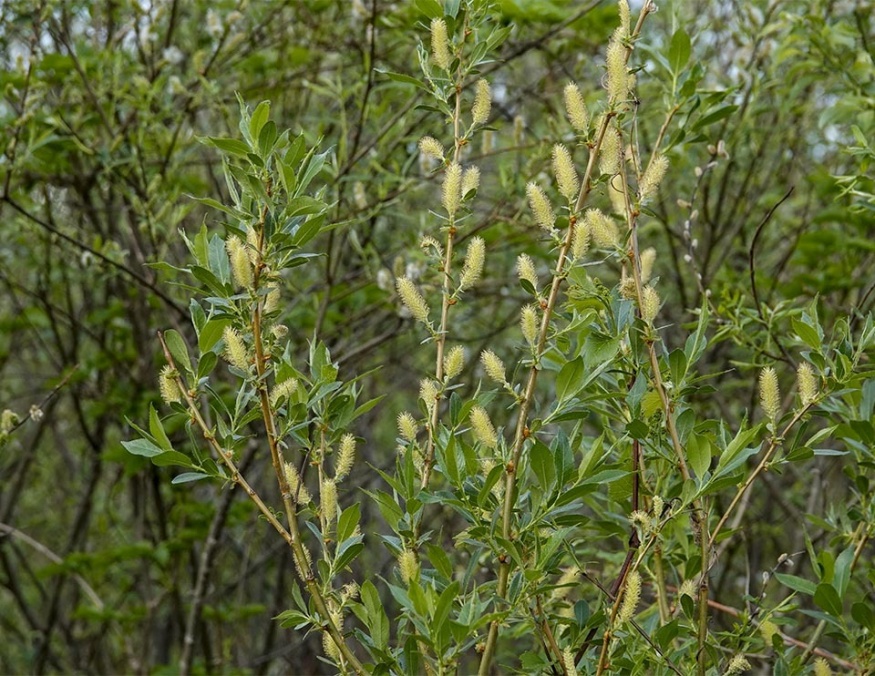 Pussy Willow flowers