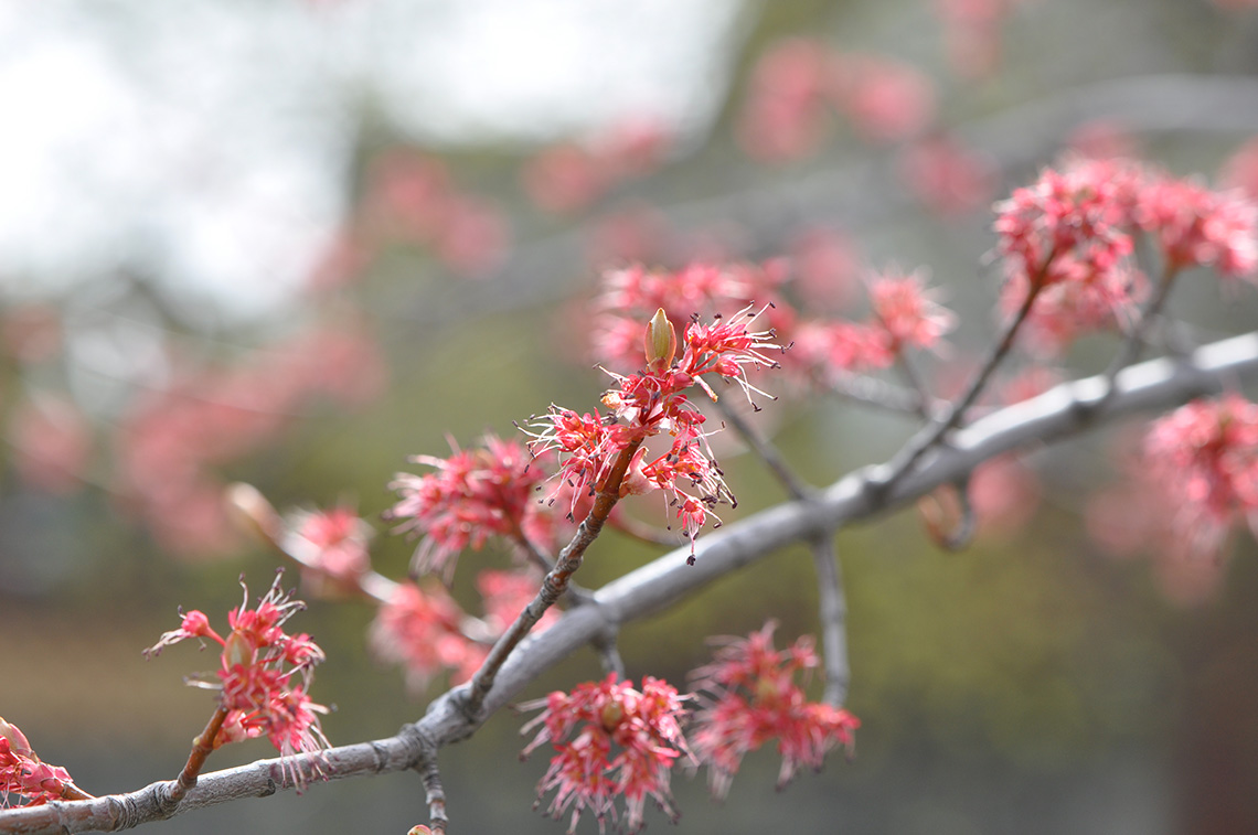 Red Maple Flowers
