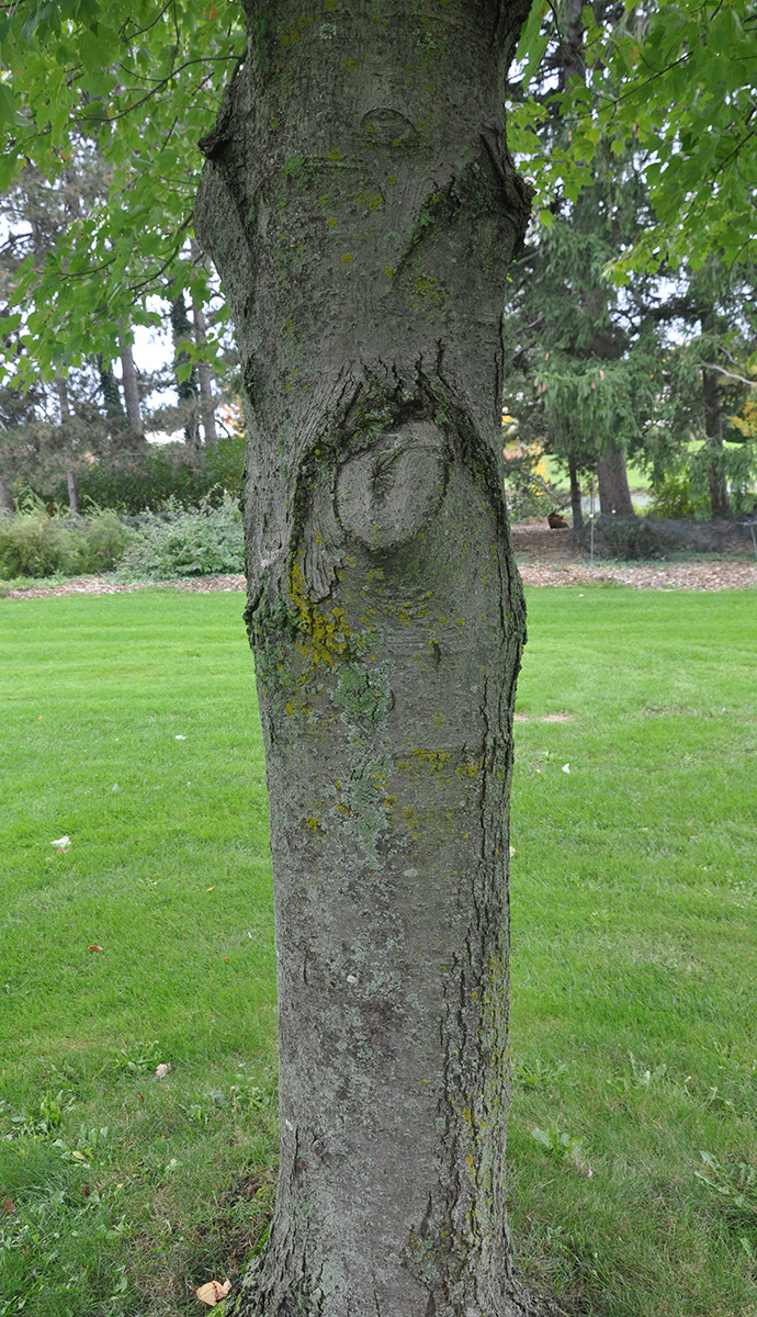 Red Maple Trunk