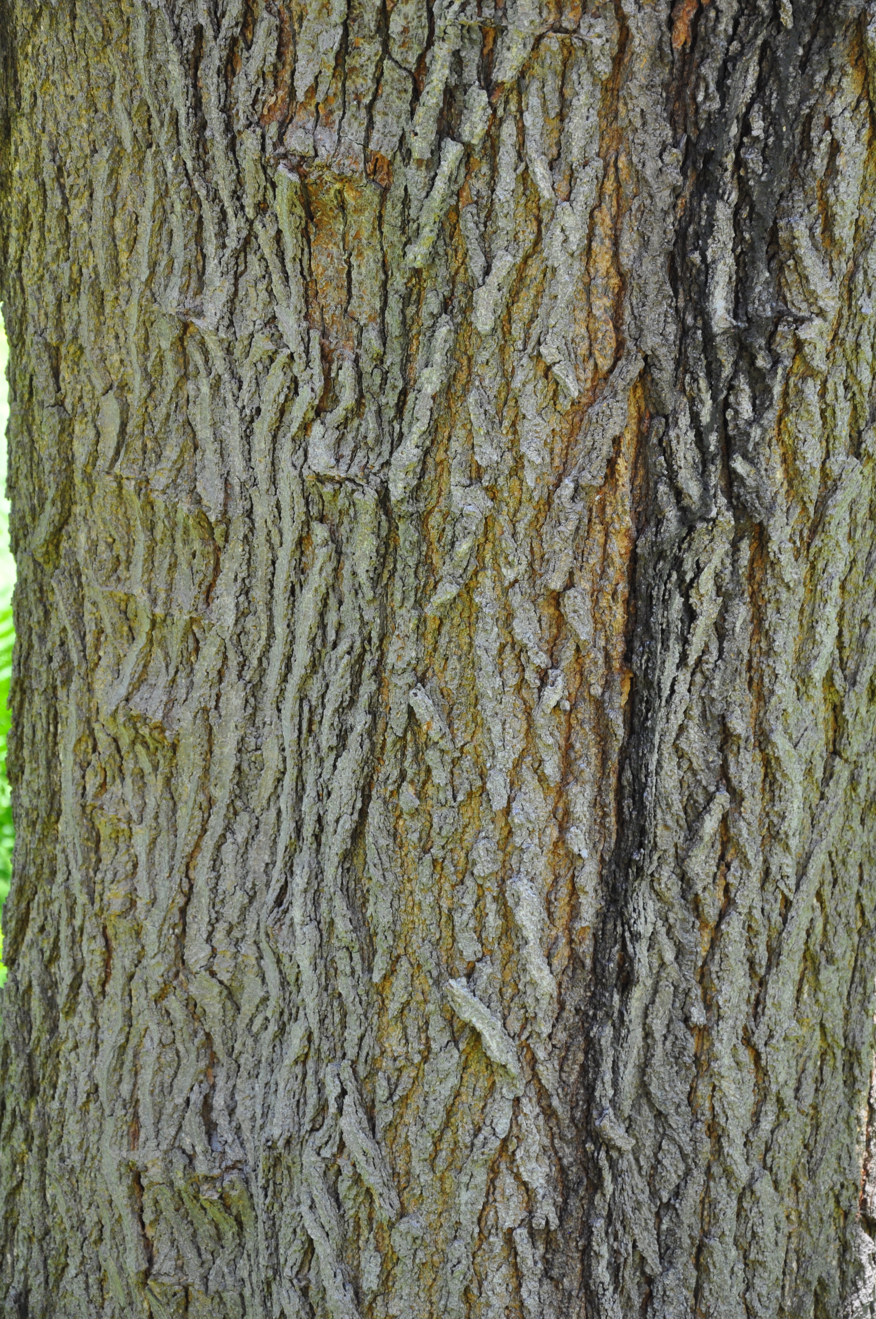 Red Mulberry bark