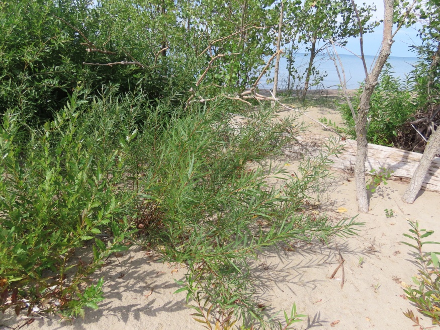 Sandbar Willow leaves