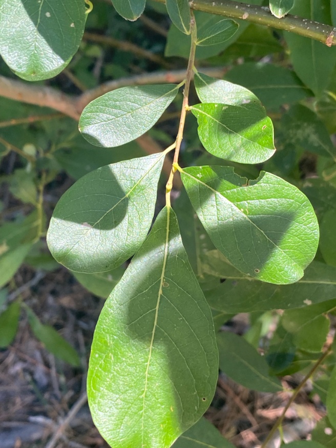 scoulers willow leaves