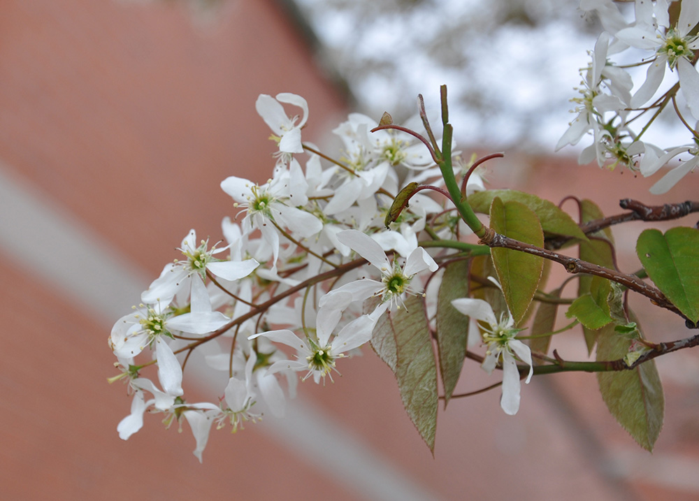 Service Berry flowers