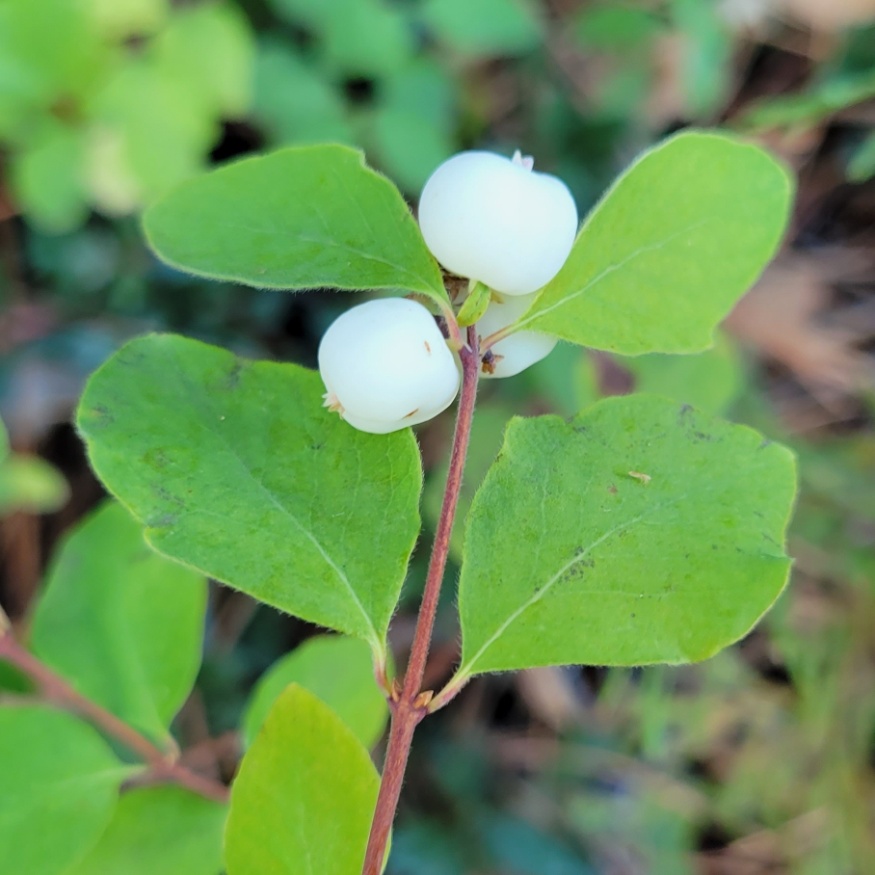 common snowberry fruit