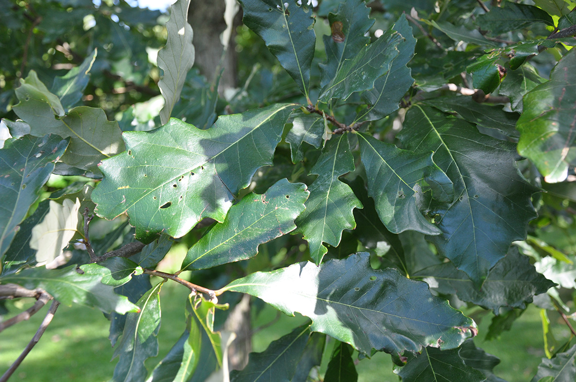 Swamp White Oak leaves