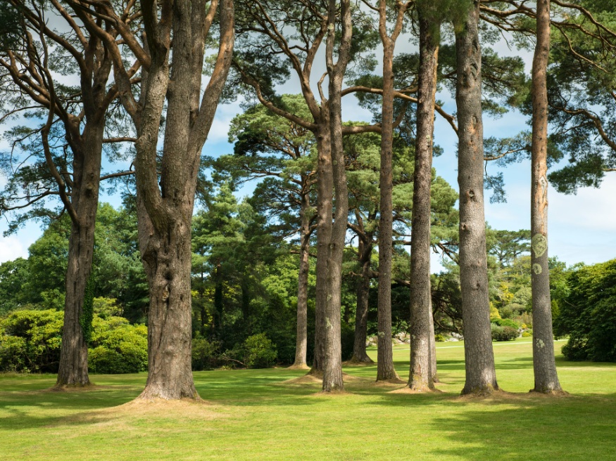 landscape trees