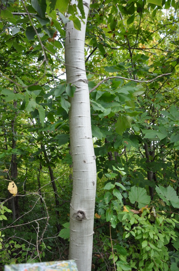 Trembling Aspen